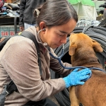 19 perros y un gato recibieron atención veterinaria en recorrido de bienestar animal en la carrera Séptima 