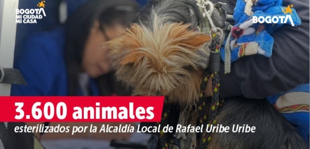 Animales de Rafael Uribe Uribe beneficiados por proyecto de Protección y Bienestar Animal