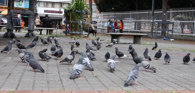 Manejo ético de las palomas de plaza en la estación de TransMilenio Carrera 53