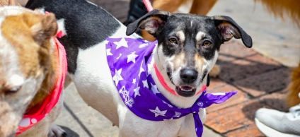 Adopta en La Candelaria y vacuna a tu animal de tu compañía