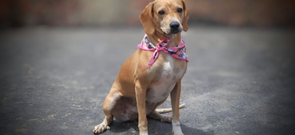 Dulce, perrita rescatada en Barrios Unidos