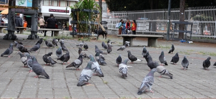 Manejo ético de las palomas de plaza en la estación de TransMilenio Carrera 53