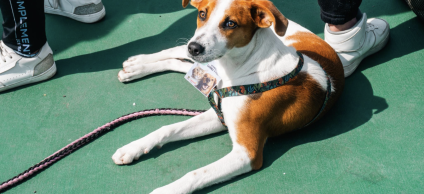 Operativo en Tunjuelito suspende veterinaria y aplica comparendo por incumplimientos