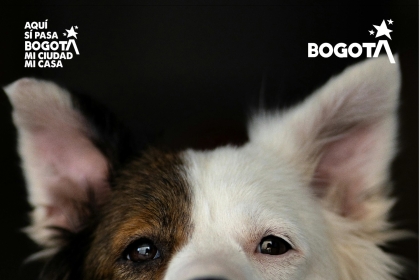 Brigada médico veterinaria