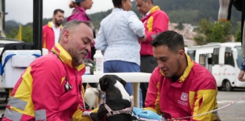 Jornada de esterilización gratuita para animales de compañía en San Cristóbal
