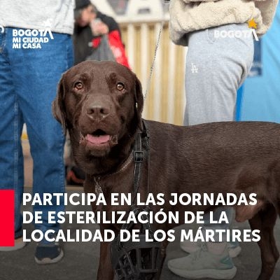 Jornadas de esterilización gratuitas