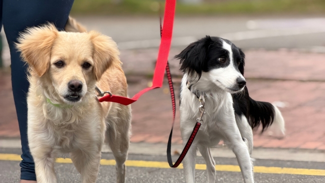 Dos perros sujetados con correa