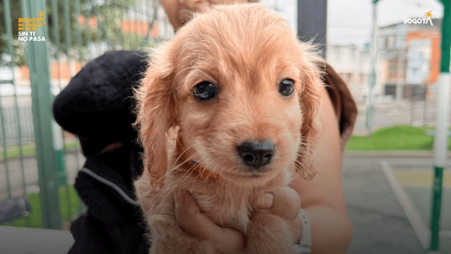 Jornada Veterinaria en Los Mártires