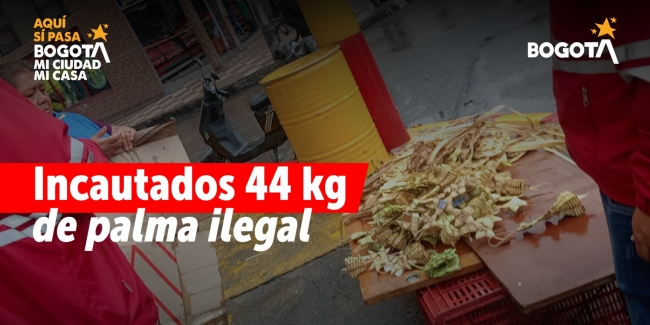 palma_seca_incautada_en_operativo_local