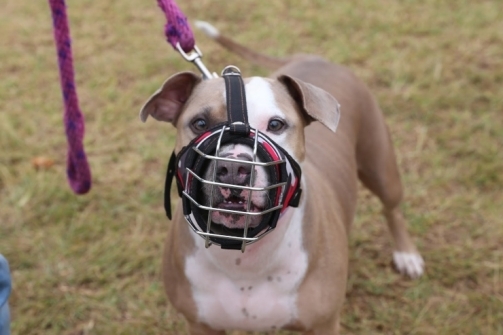 Registre a su perro si es considerado como raza de manejo especial y evítese sanciones