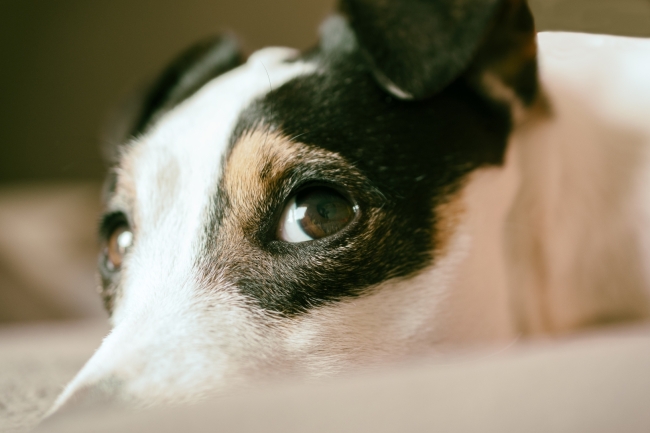  Bogotá avanza en la protección animal de perros y gatos