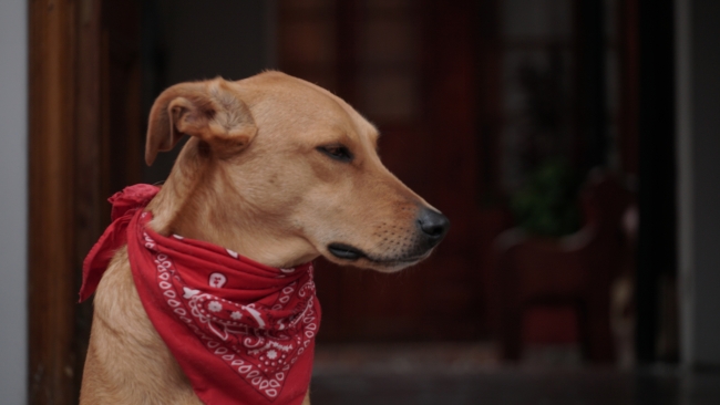 Brigada Veterinaria Gratuita en La Candelaria