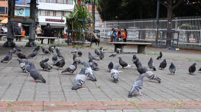Manejo ético de las palomas de plaza en la estación de TransMilenio Carrera 53