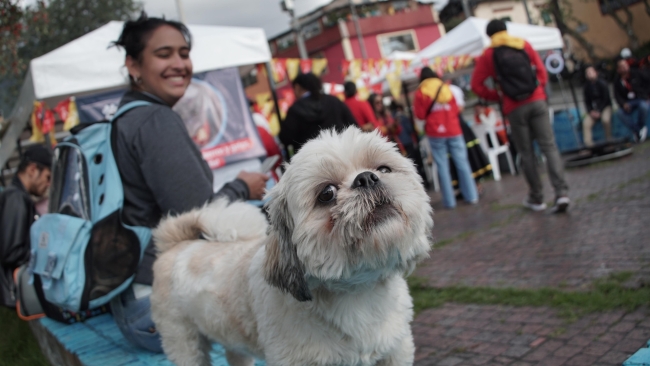 esterilización para perros y gatos