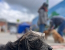 Jornadas de esterilización Chapinero