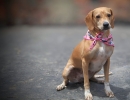 Dulce, perrita rescatada en Barrios Unidos