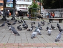 Manejo ético de las palomas de plaza en la estación de TransMilenio Carrera 53